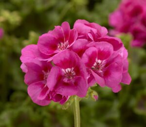 Moxie Rose Splash