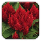 Schoneveld Breeding Named International Grower of the Year