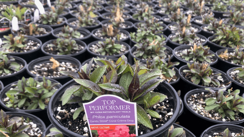 Mt. Cuba Center partners for a new natives brand