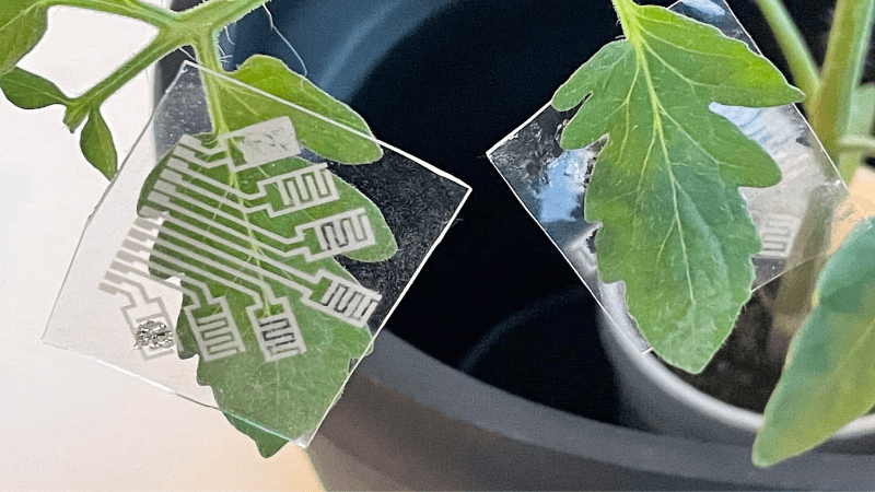 Electronic plant patch offers early plant disease detection