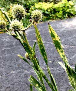 Eryngium rust