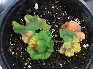 Bacterial blight on geranium