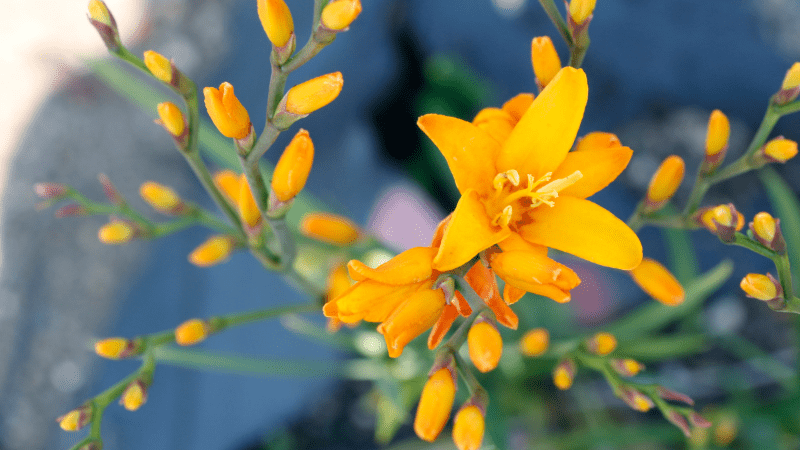 2 Terra Nova varieties recognized at University of Georgia Trial Gardens