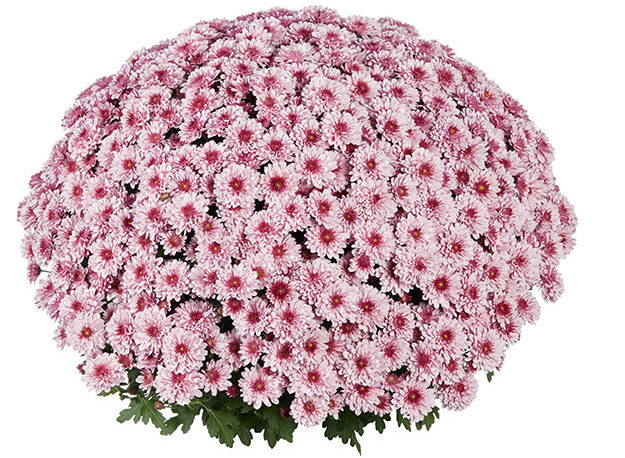 'Banquet' Pink Bicolor
