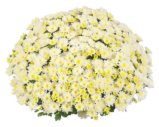 'Ditto' White