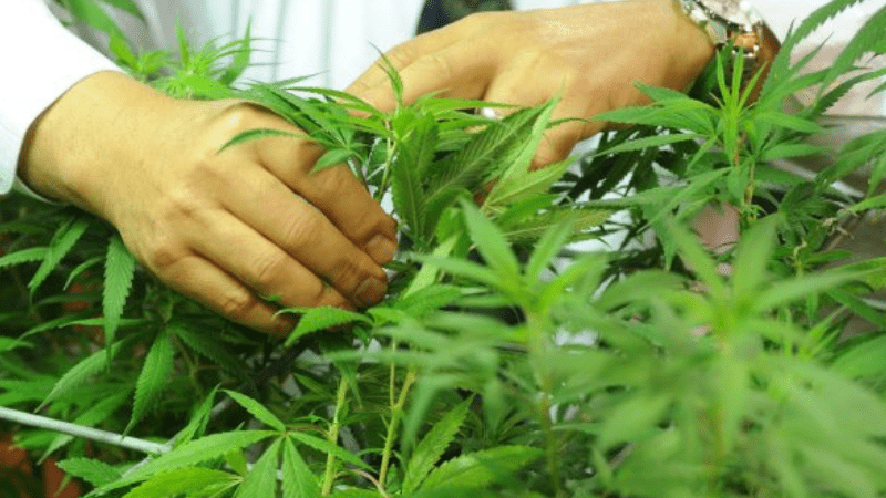 Ole Miss awarded contract to provide cannabis plants for research