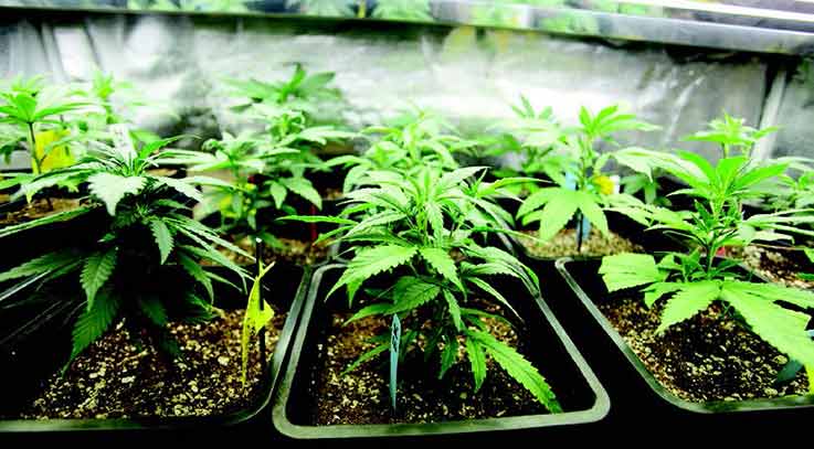 Making the Most of Your Grow