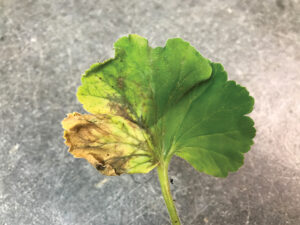 necrotic wedge with chlorosis