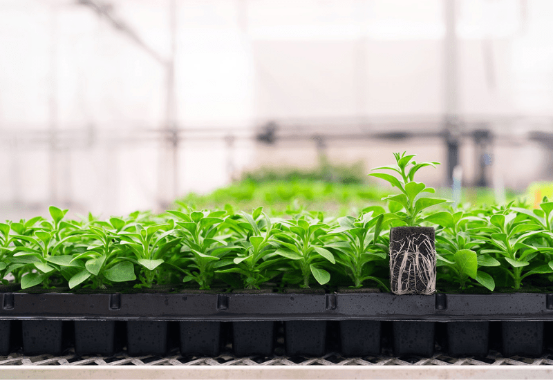 New automation-ready foam substrate option