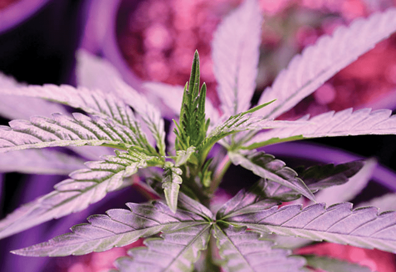 Cannabis water use efficiency under more supplemental light