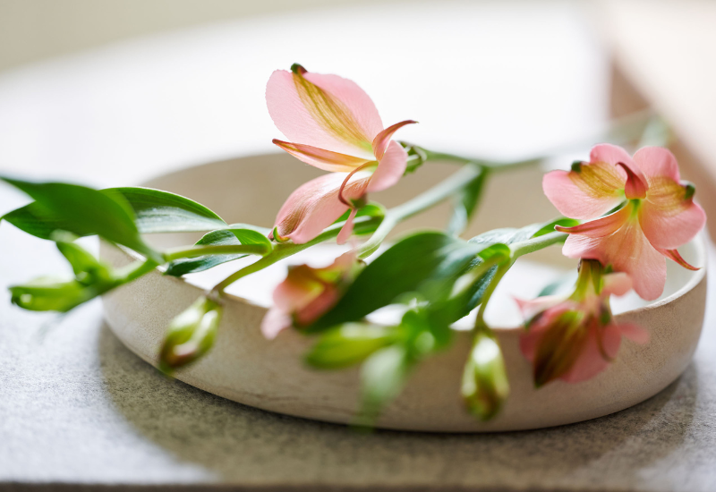 Royal Van Zanten follows apricot trend with charmelia