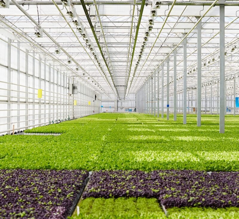 Perspective of lettuce seedlings plantation in glasshouse of modern farm