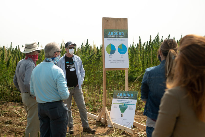 New West Genetics Debuts ABOUND Hemp Line