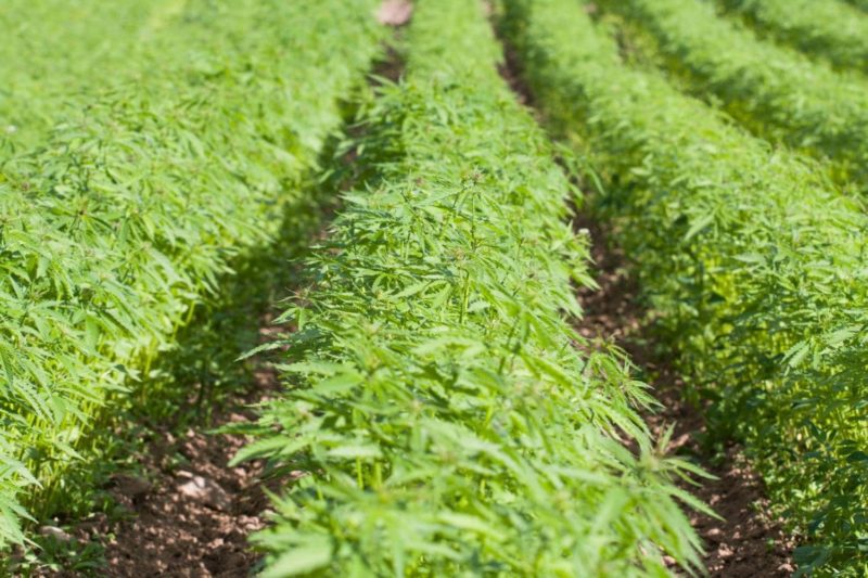 USDA: ’21 Hemp Production Valued at $824 Million