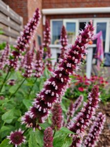 Long agastache flower stalk of a deep red color