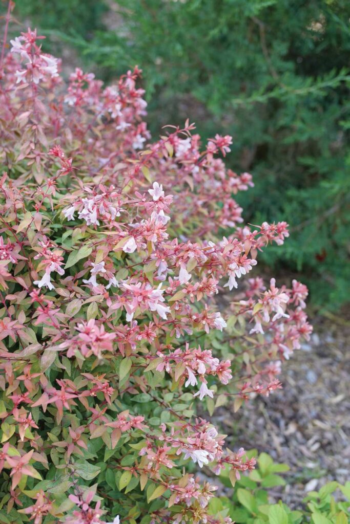 Quick flowering perennial varieties for 2025