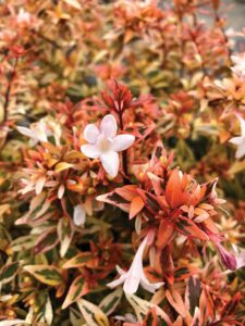 ‘Suntastic Peach’Photo courtesy of Southern Living Plant Collection.