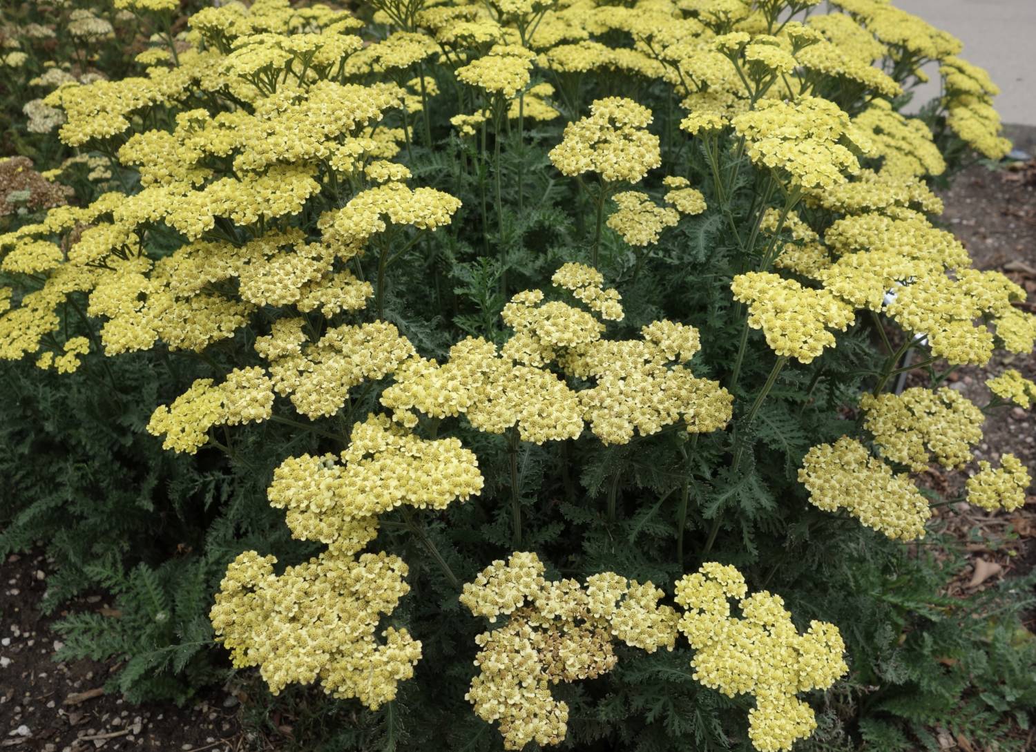 Achillea Firefly Sunshine