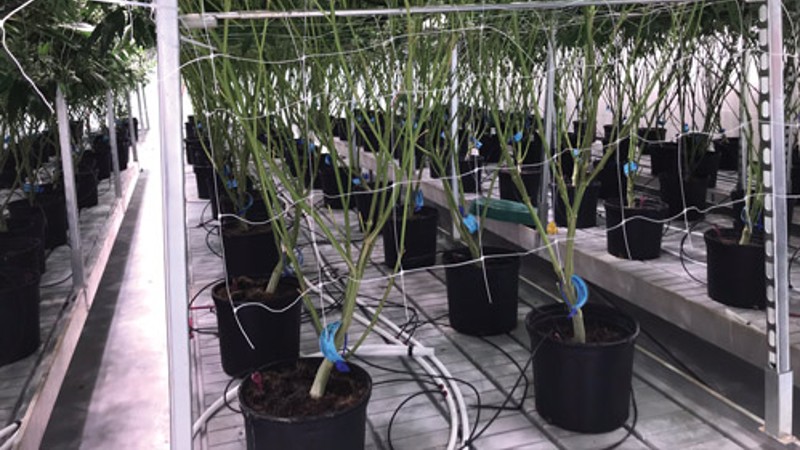 Irrigation Considerations for Cannabis