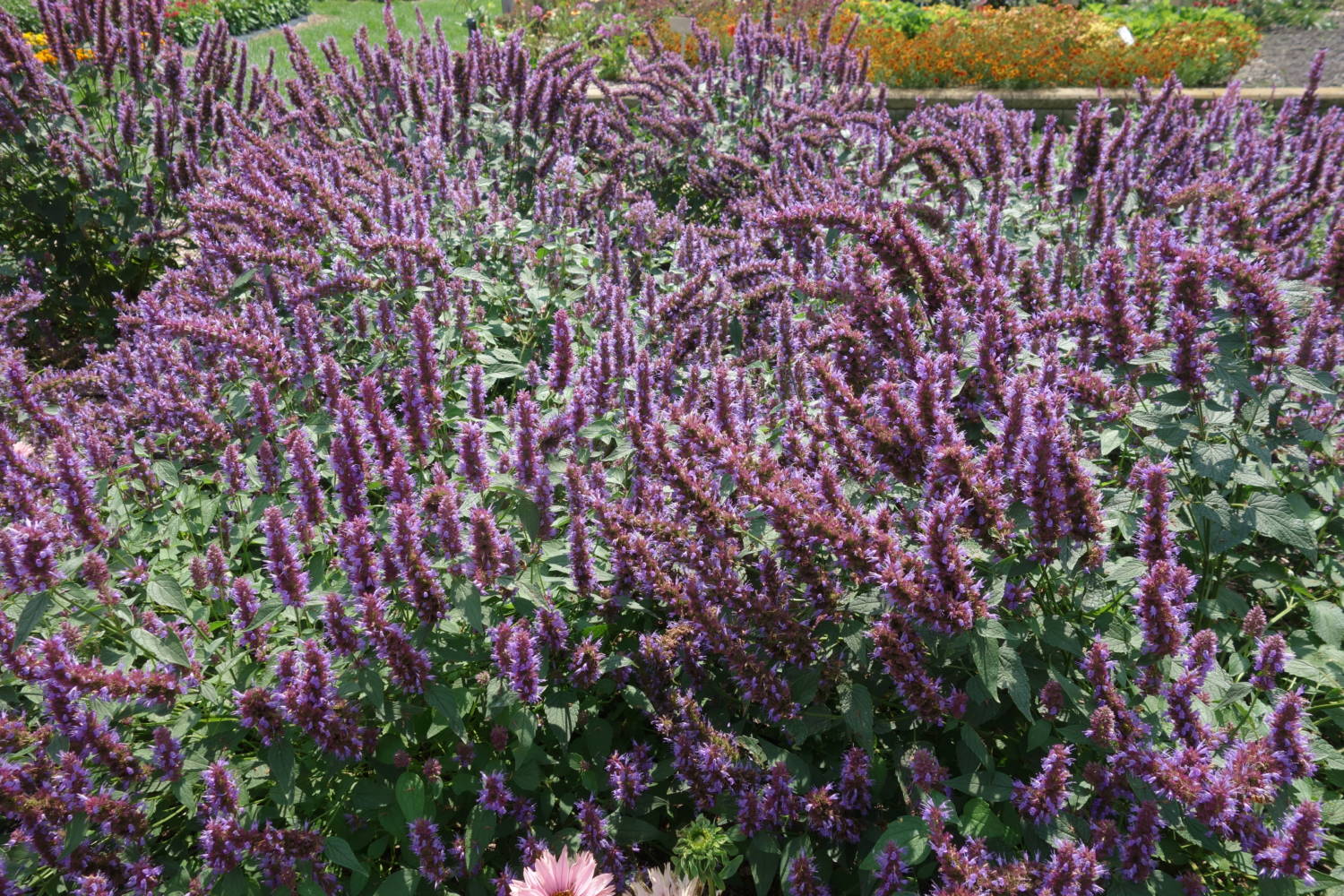 Agastache Beelicious