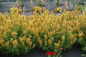 Agastache Poquito - Terra Nova