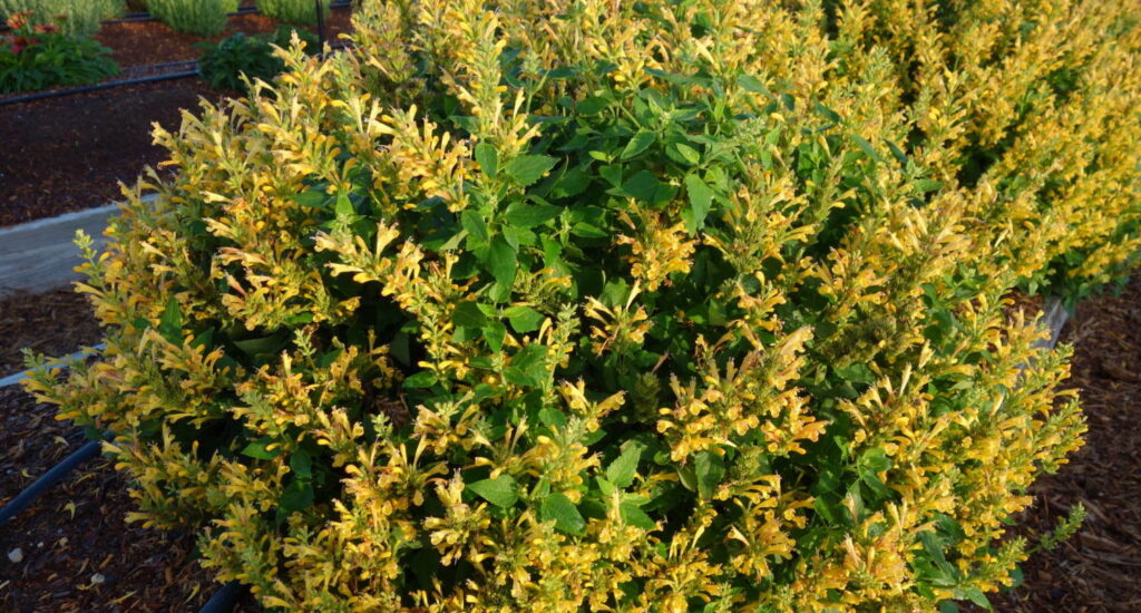 Captivating Perennials — Part 2