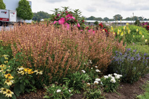 Agastache Queen Nectarine 