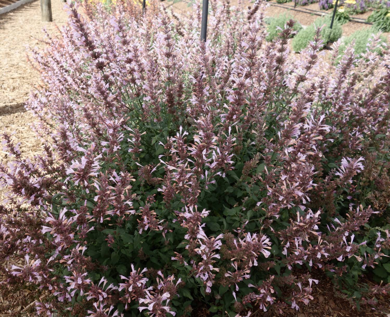 Agastache Danziger