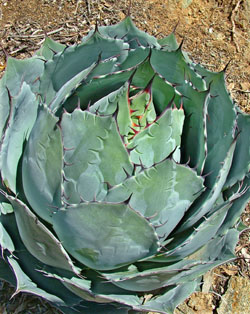 Rancho Tissue Debuts Four New Varieties