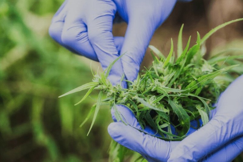 Agdia Now Accepting Hemp Samples For Pathogen Testing