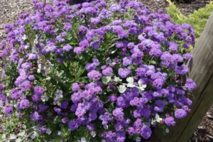 Aguilera ageratum - Danziger