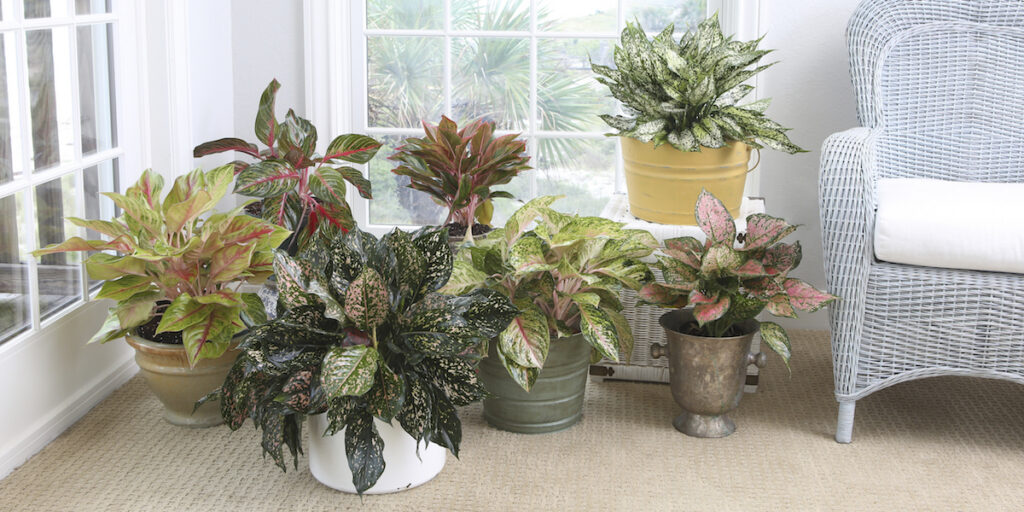 The Ultimate Comeback