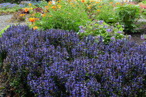 Terra Nova ajuga