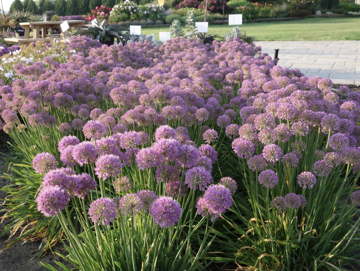 Allium Serendipity