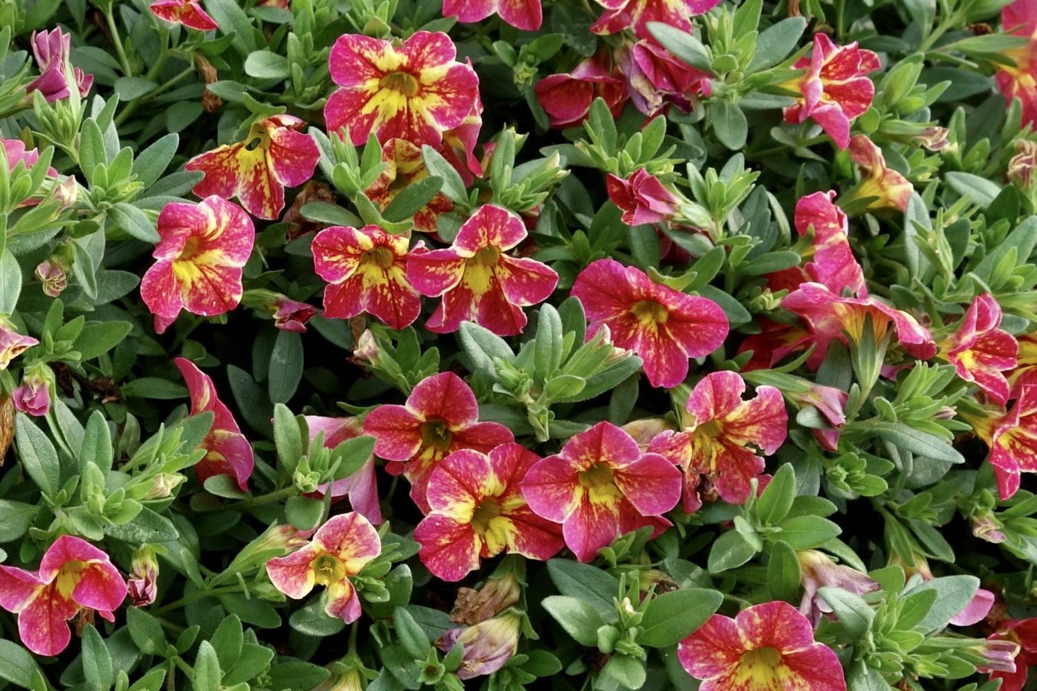 Aloha Nani calibrachoa - Dummen