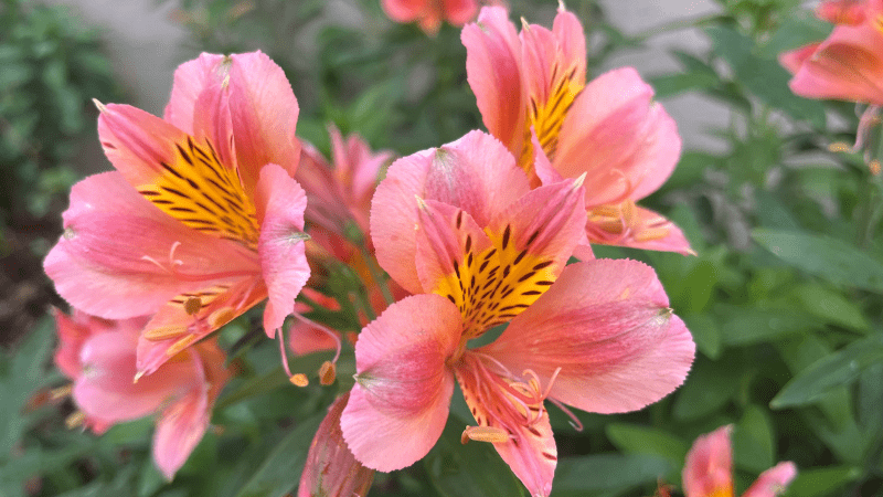 Cornell University introduces new, winter-hardy Alstroemeria