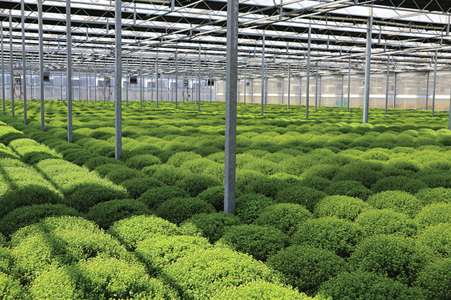 American Colors Inc. is a big grower operation located in Virginia