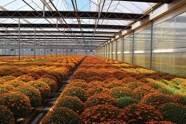 American Color Inc., Virignia