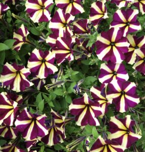 Amore petunia