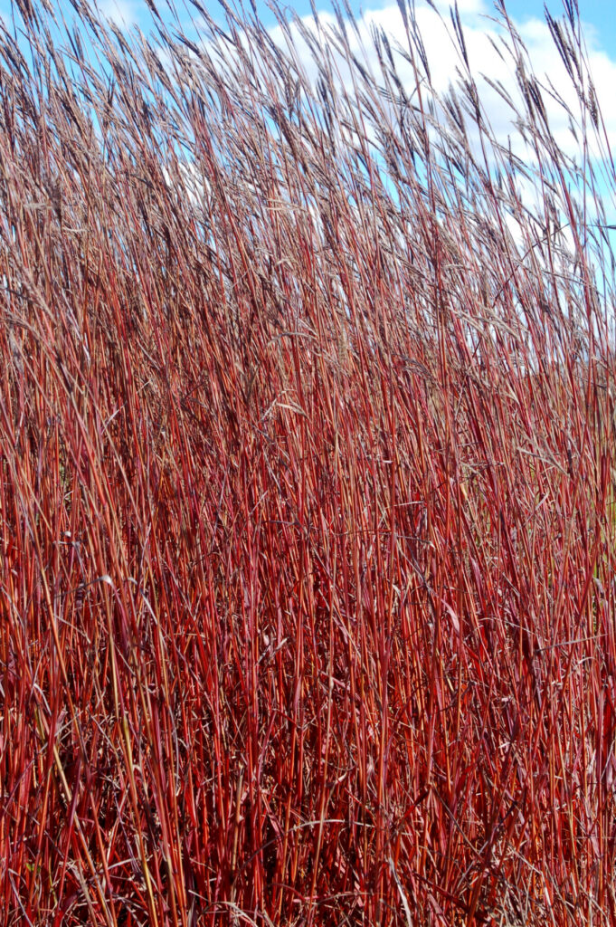 Bloomin’ Easy adds Poplar Ridge as supplier