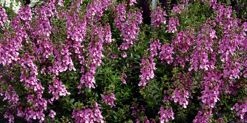 2017 Summer Trials All Stars