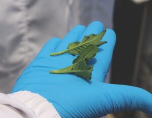 Employees must learn a certain standard for cuttings such as this example of ‘May Night’ salvia.