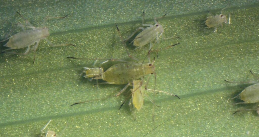 Ryanodine Receptor Modulators — IRAC Group 28