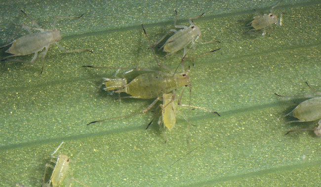 Dr. Bugs: Managing Aphid Populations