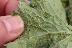 Aphids feeding on leaf underside.