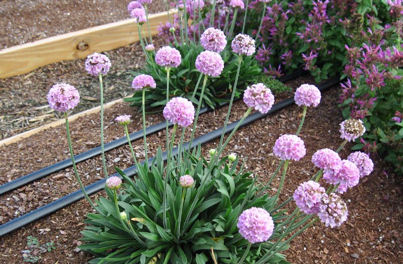 The Power of Color: 2018 Introductions at the Costa Trial Garden