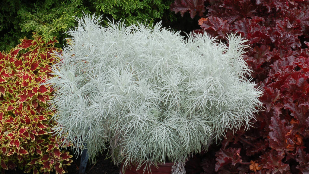 Terra Nova Showcases Bold Foliage Varieties in New Videos