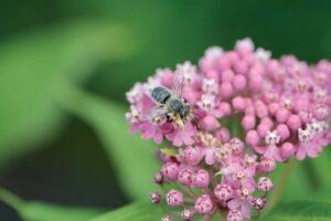 bee resting on pink milkweed flowers