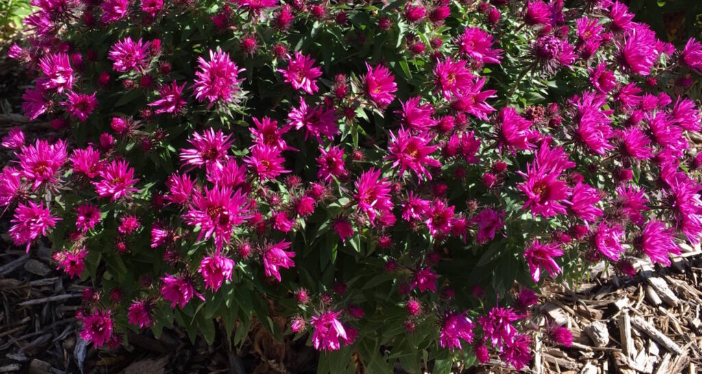 High Country Autumn Perennials