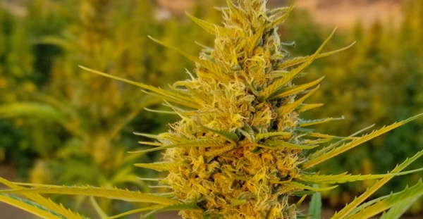 St. Louis Science Center Adds Hemp Plants to Exhibit